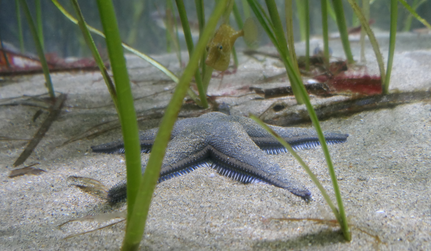 Momijigai (Astropecten scoparius) - Uozu Aquarium