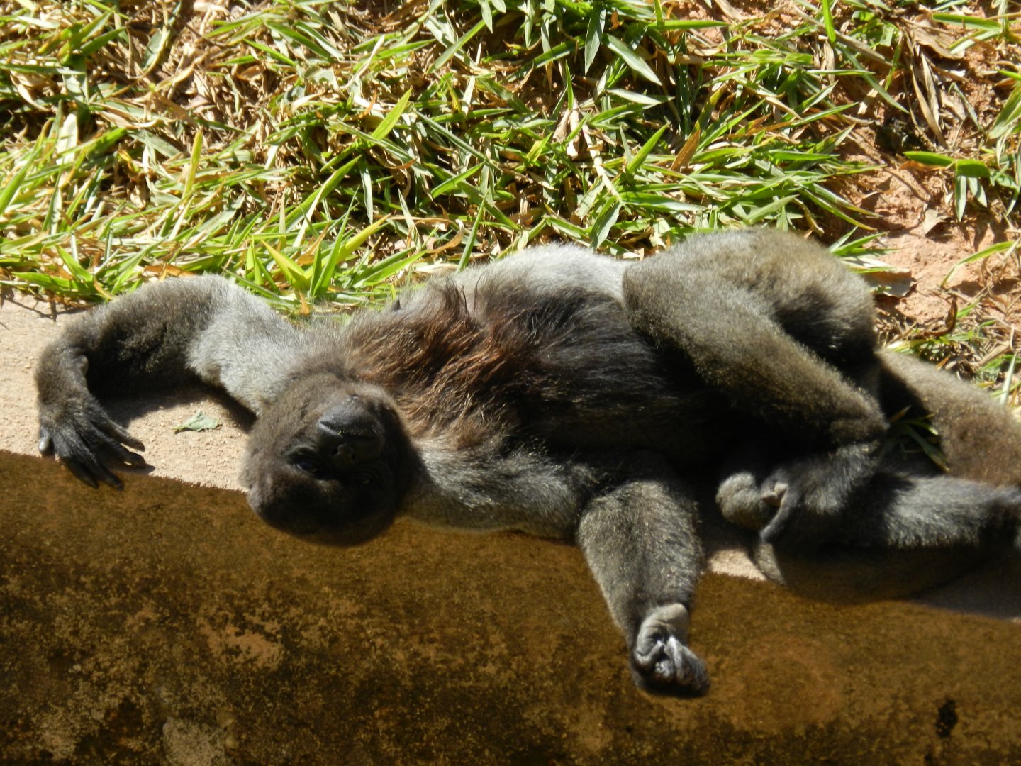 Mommy monkey at rest - Belo Horizonte zoo