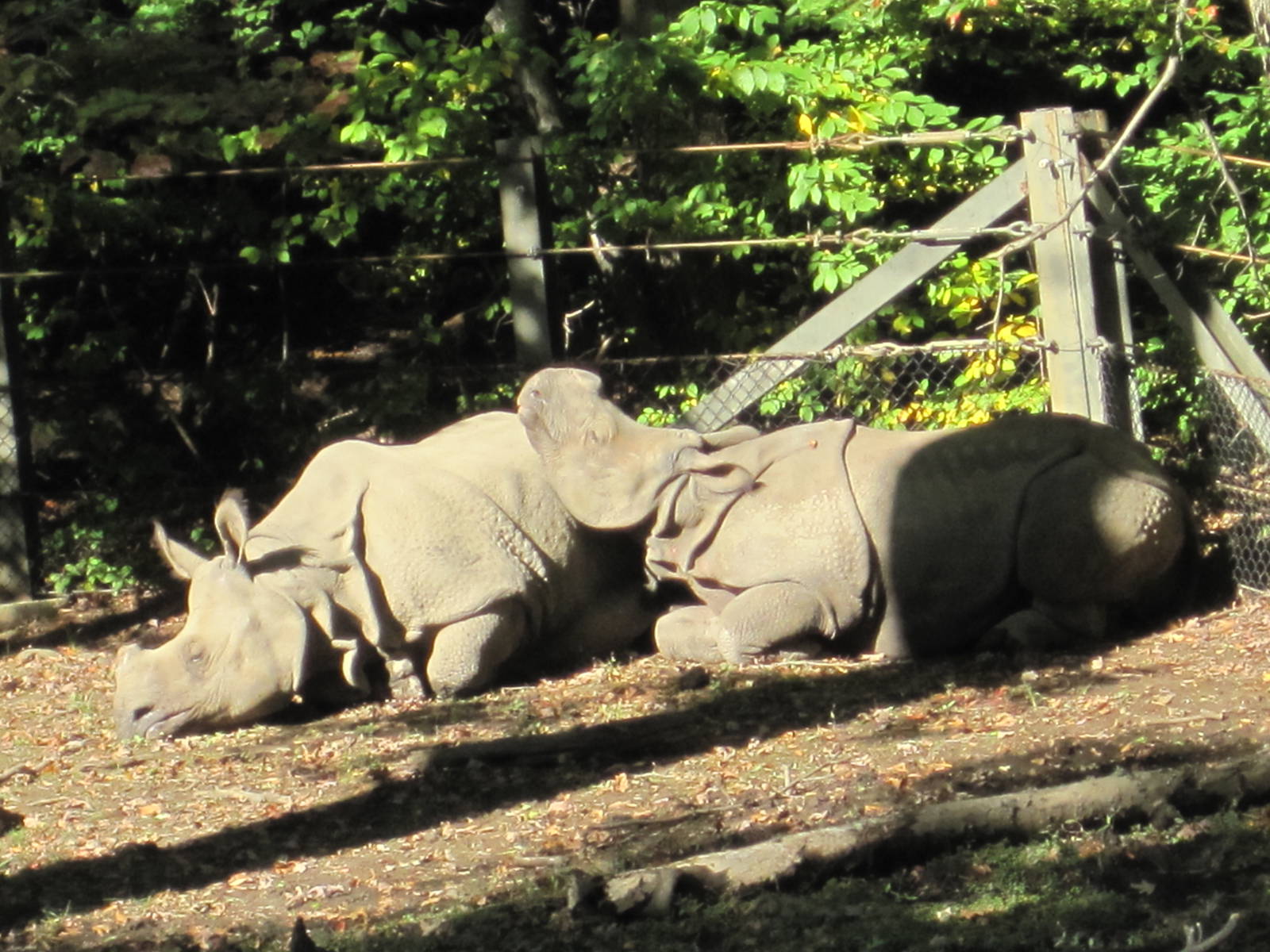 Mommy Rhino and Son Rhino