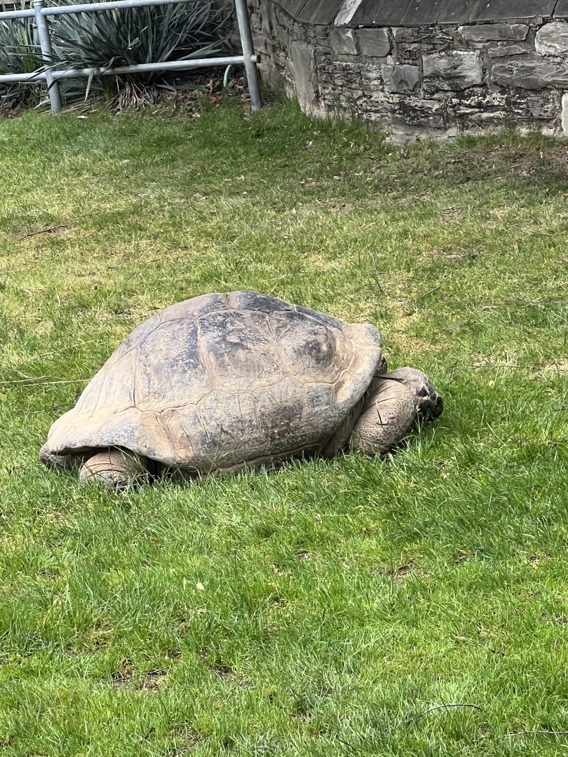 Mommy the Galapagos giant tortoise