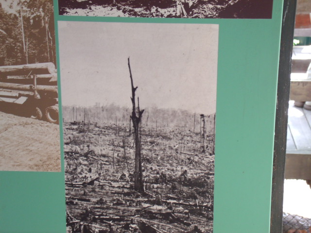 Mommy, what's a rainforest?