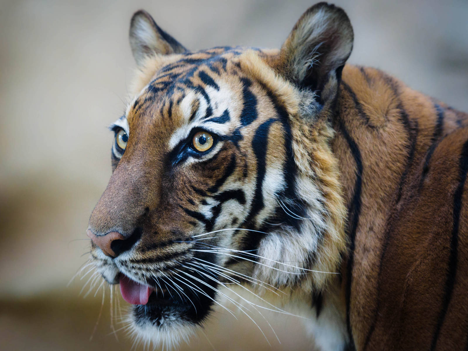 Momoe the female Malayan Tiger (Panthera tigris jacksoni)