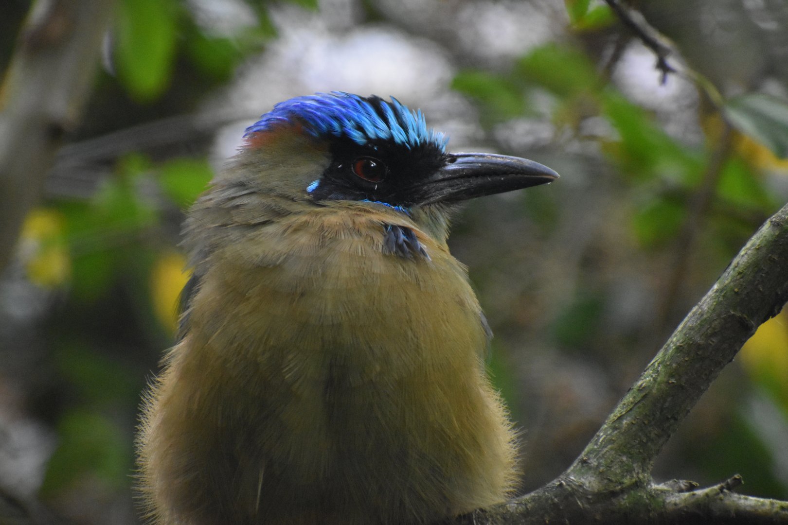 Momotus momota - Amazonian Motmot