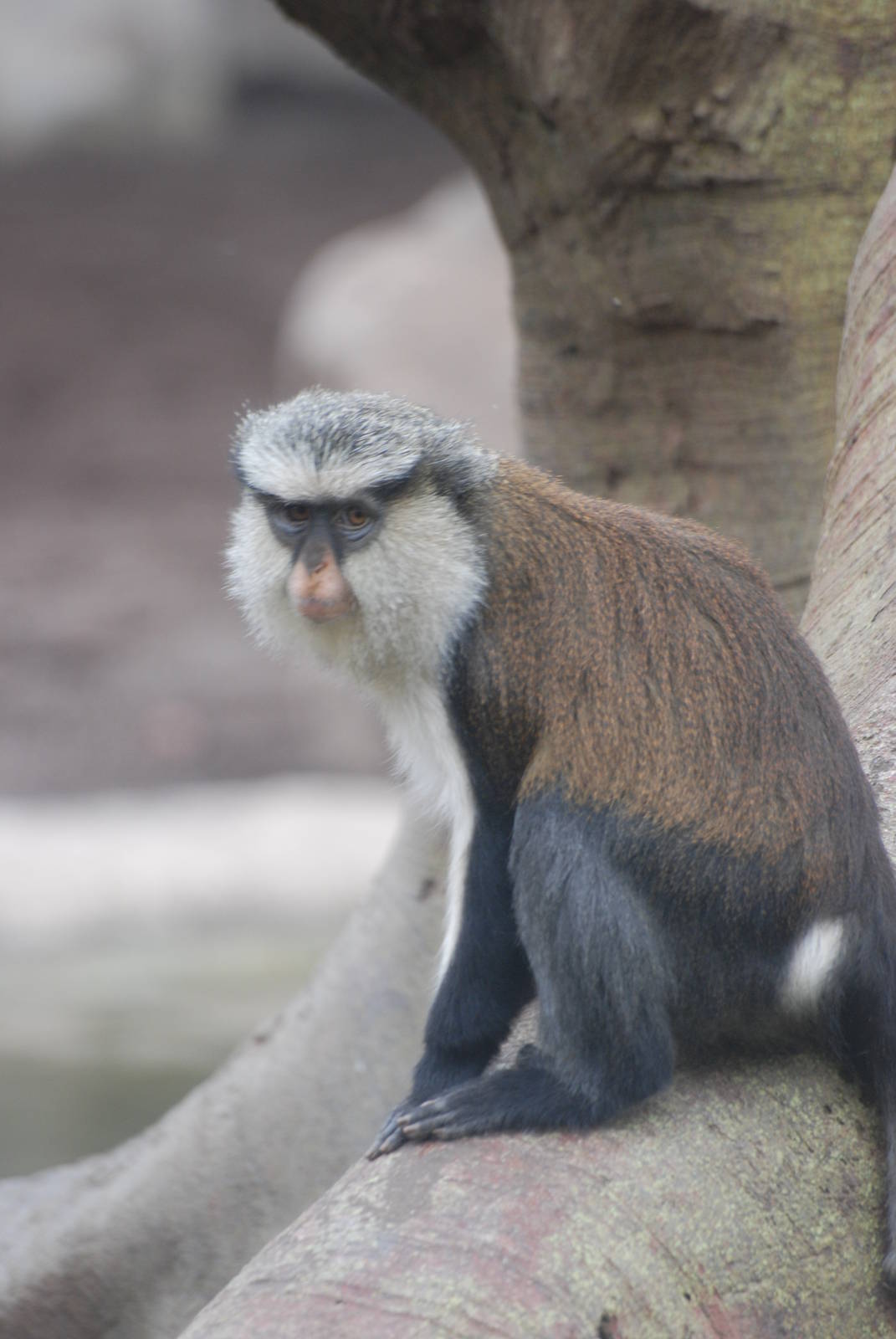 Mona Guenon at Bioparc Valencia, 28/05/11