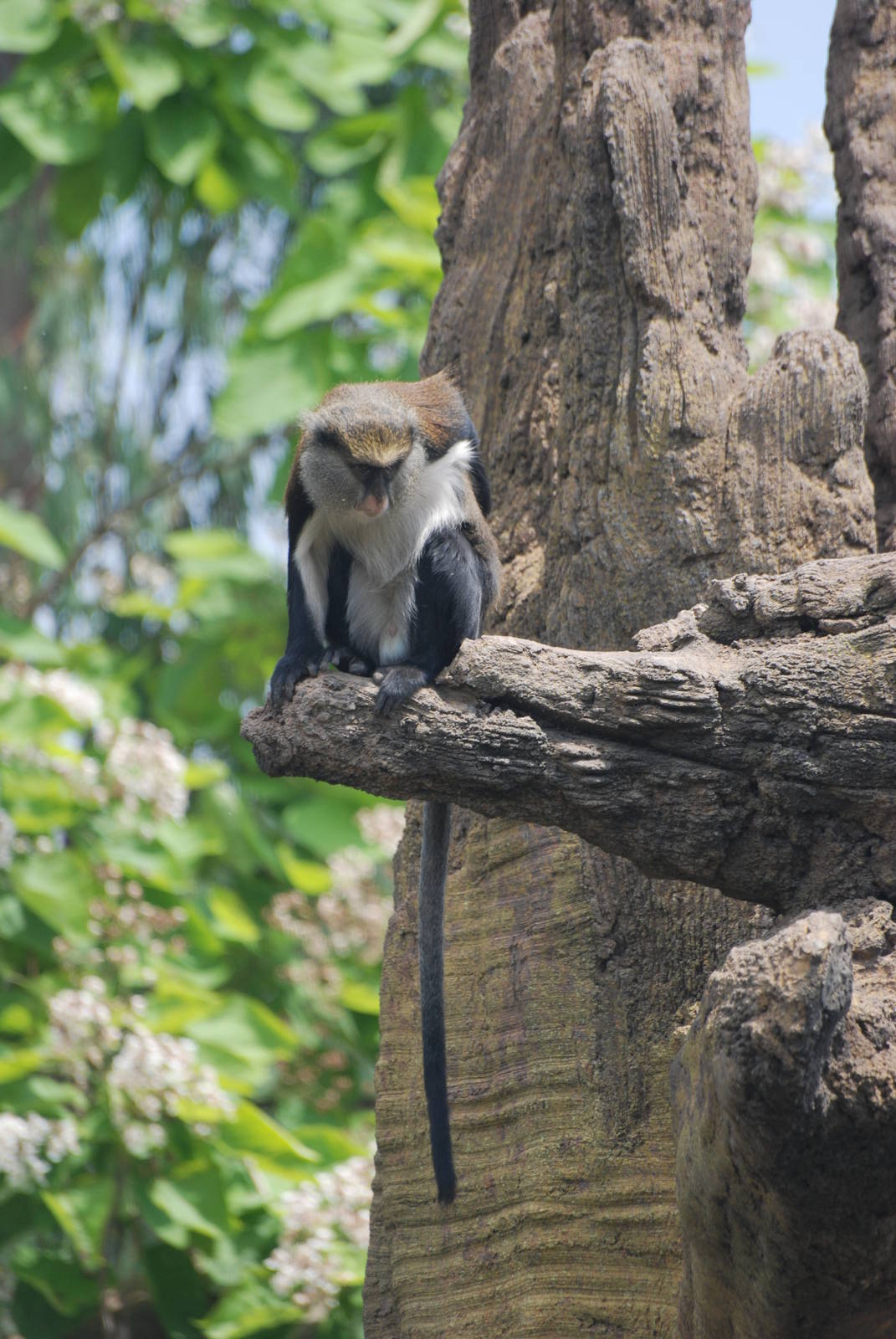 Mona Guenon at Bioparc Valencia, 28/05/11