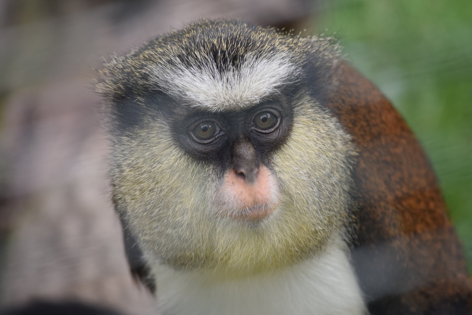 Mona monkey - August 2019
