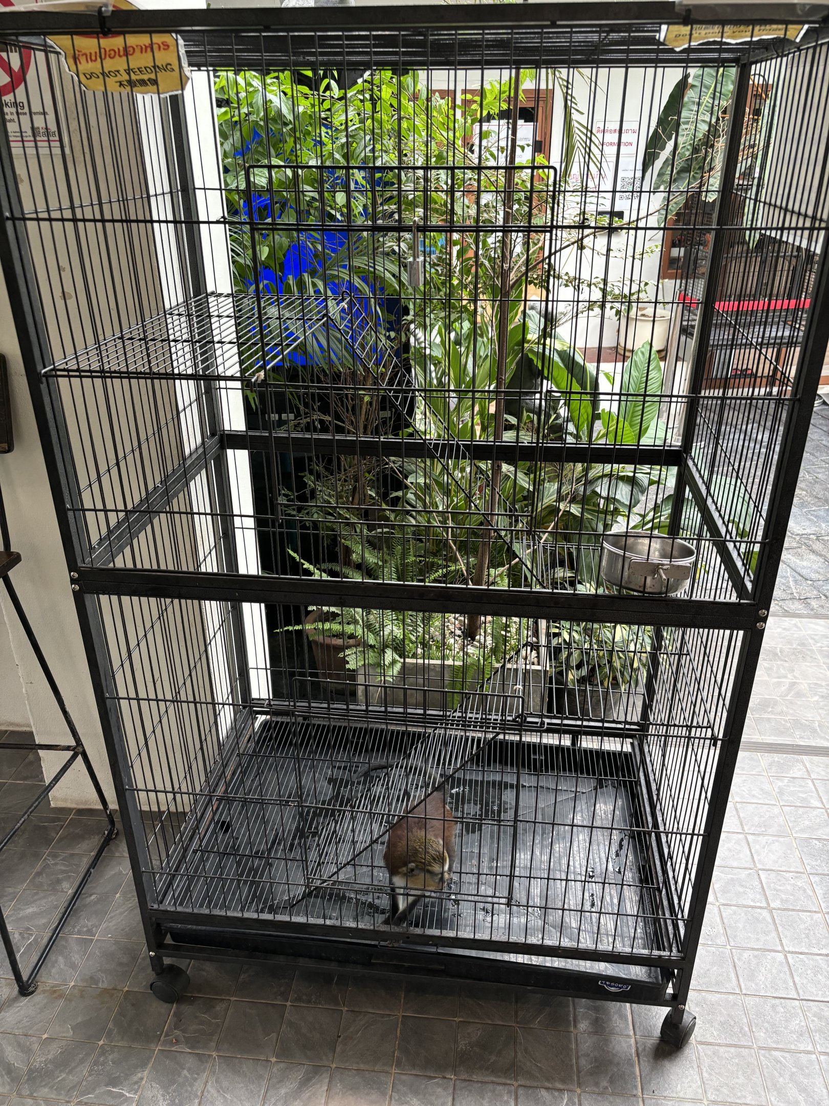 Mona Monkey Cage - Lanna Mini Zoo