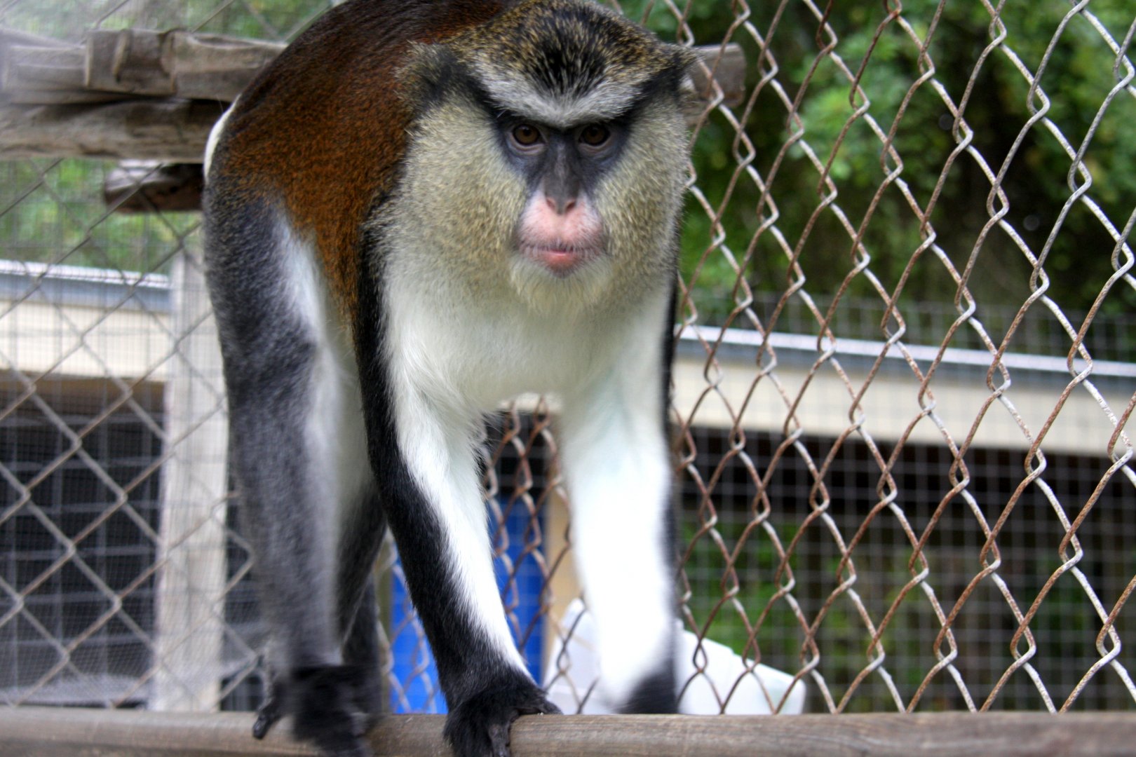mona monkey (Cercopithecus mona) 2013