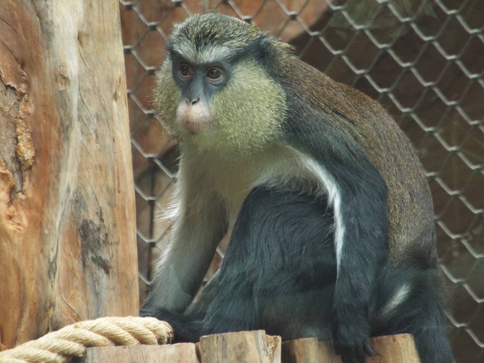 Mona Monkey (Cercopithecus mona) at Zoologischer Garten Magdeburg - 5 April