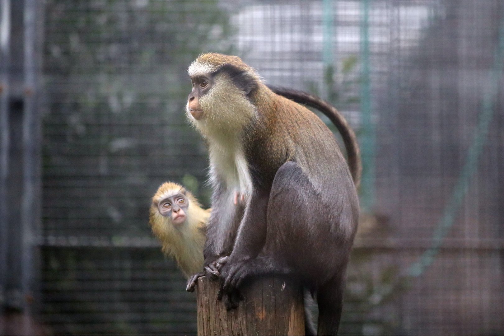 Mona Monkey (Cercopithecus mona), Female and Juvenile