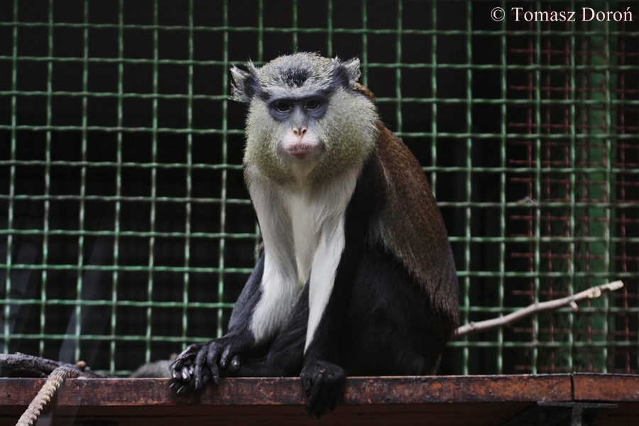 Mona Monkey (Cercopithecus mona) - male