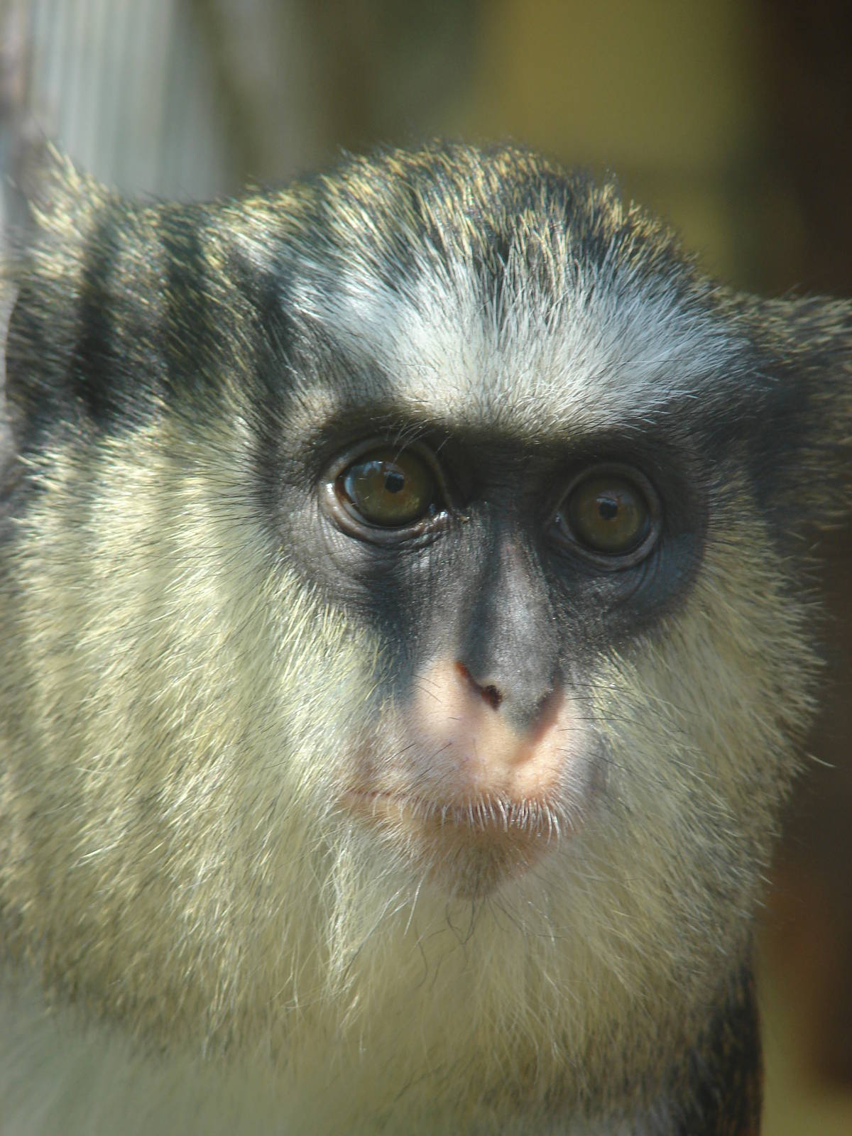 Mona monkey (Cercopithecus mona mona)