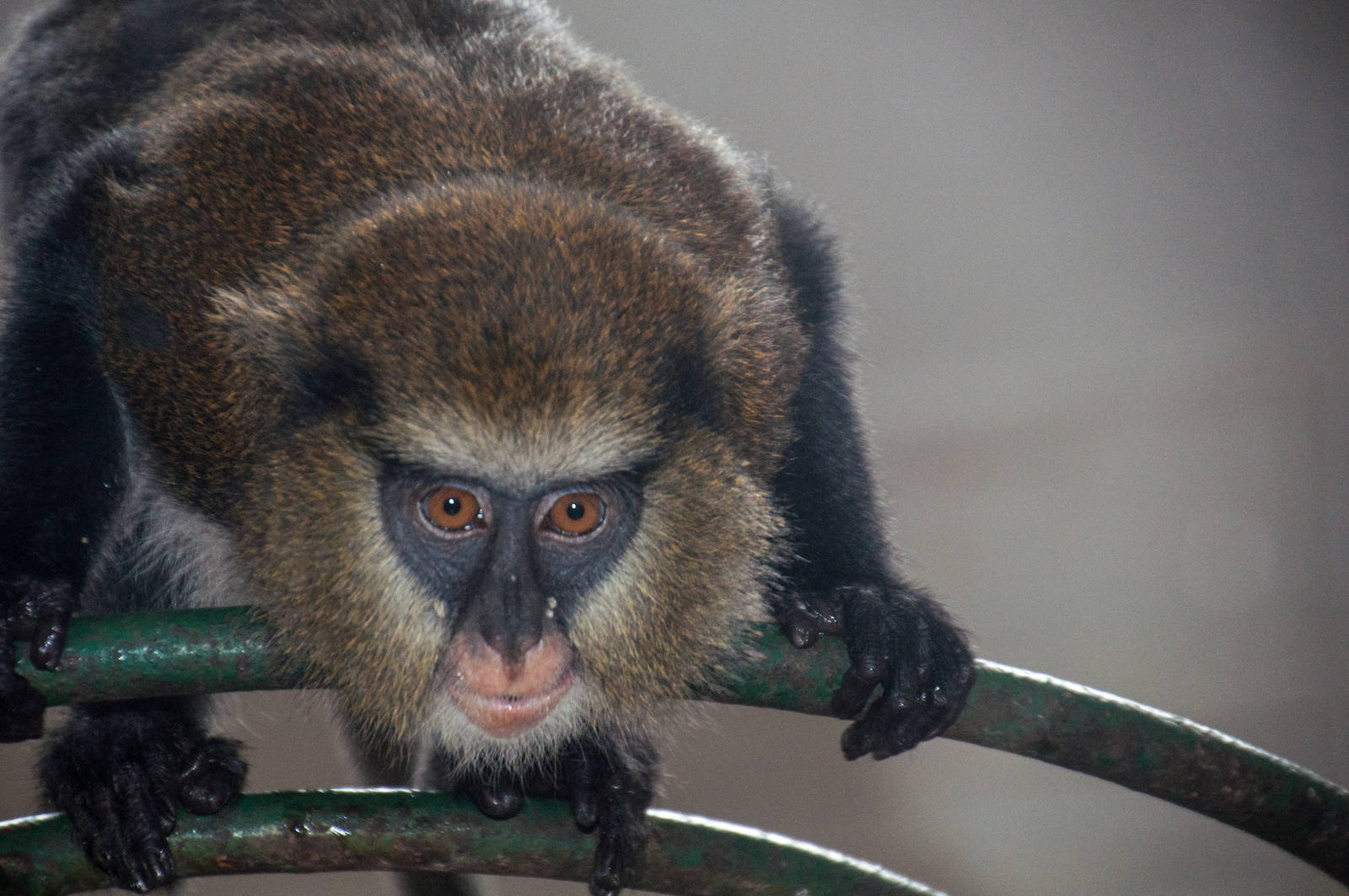Mona Monkey - Cercopithecus mona - Shanghai Zoo -20130628