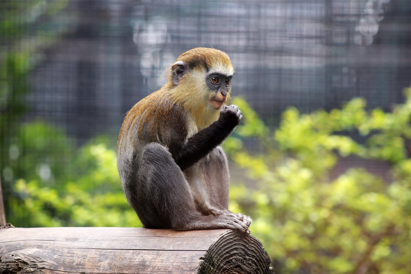 Mona Monkey (Cercopithecus mona)