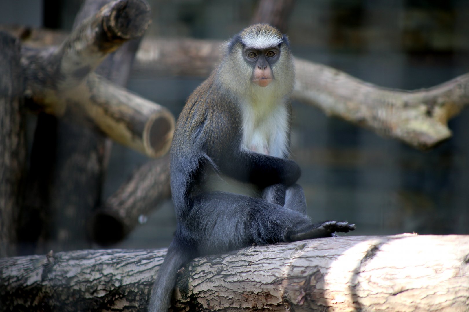 Mona Monkey (Cercopithecus mona)