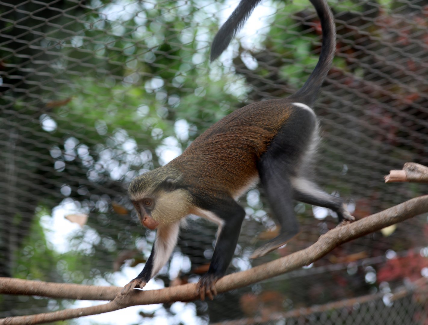 mona monkey (Cercopithecus mona)