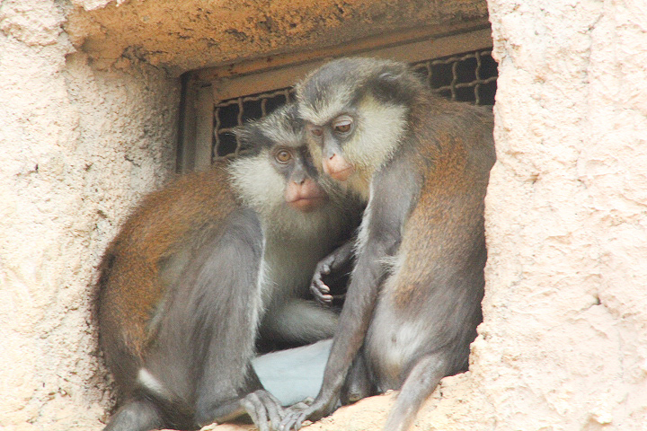 Mona monkey (Cercopithecus mona)