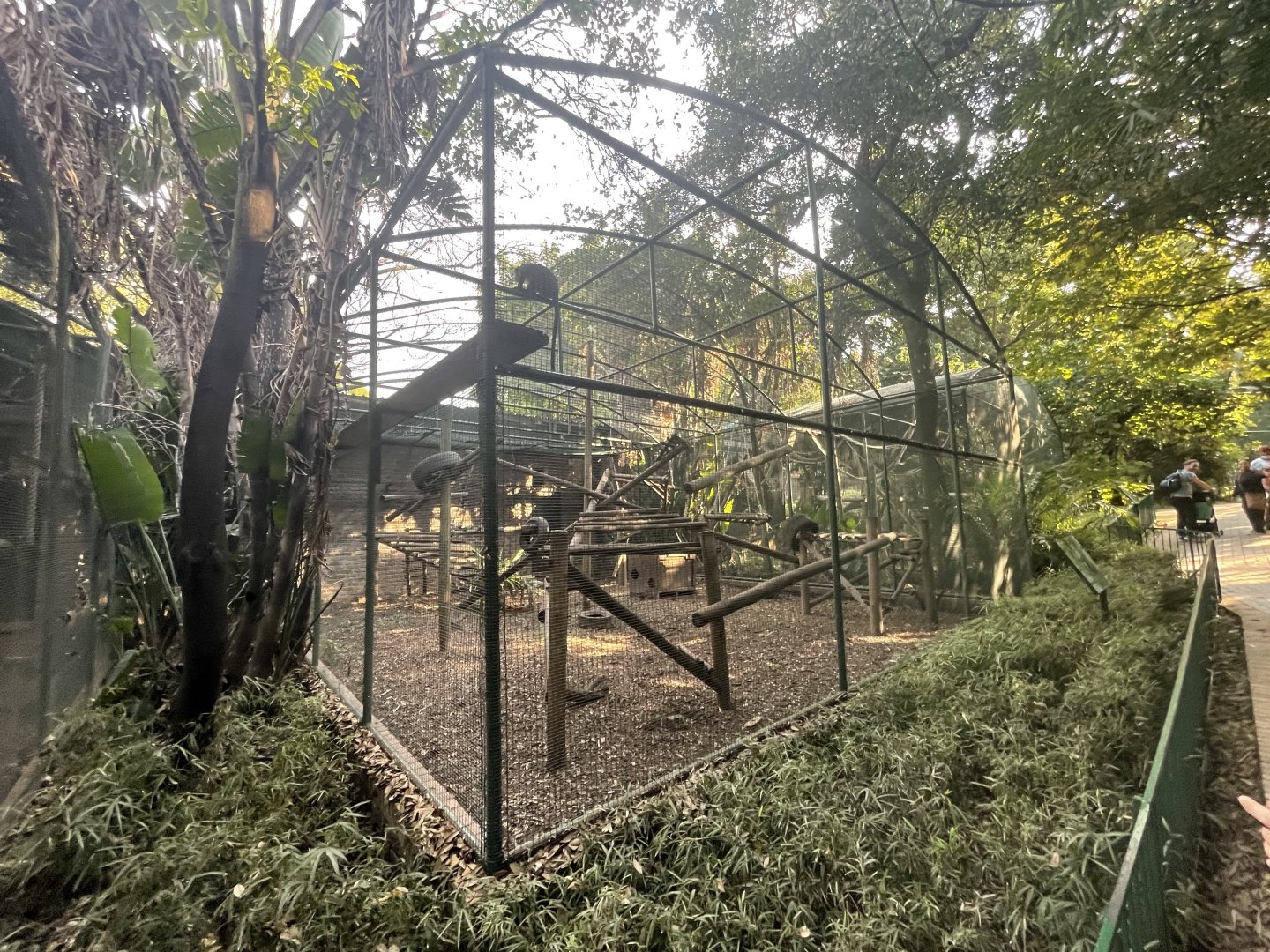 Mona Monkey Enclosure (Cercopithecus mona)