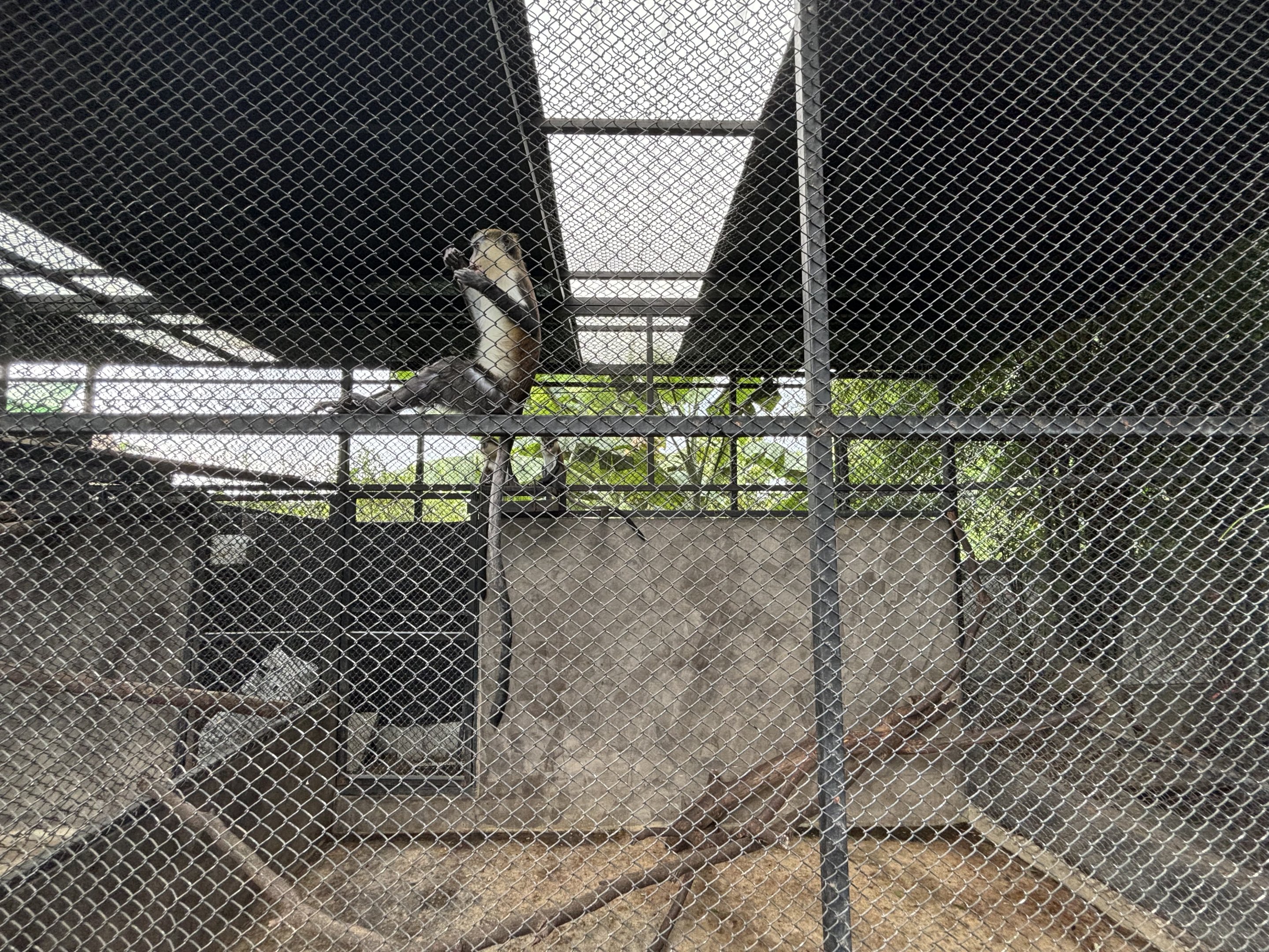 Mona Monkey Exhibit - Lanna Mini Zoo