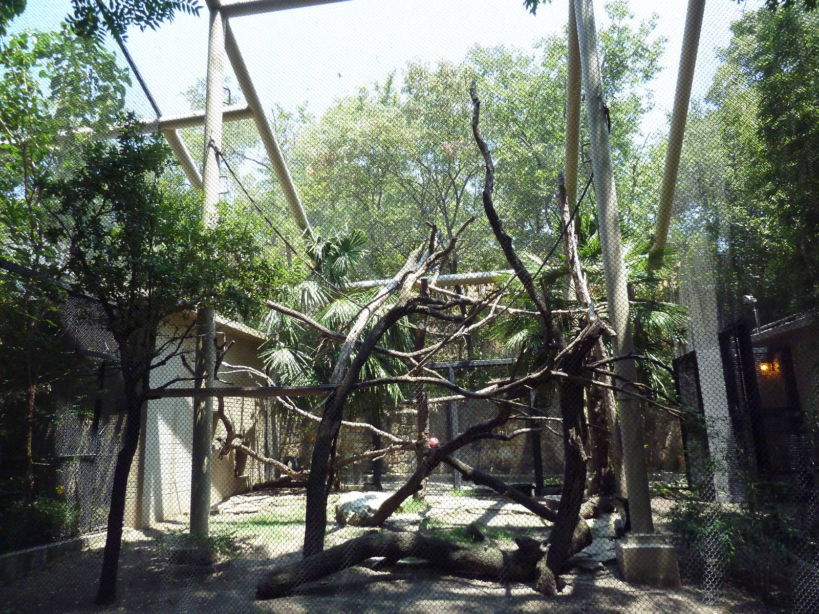 Mona Monkey Exhibit