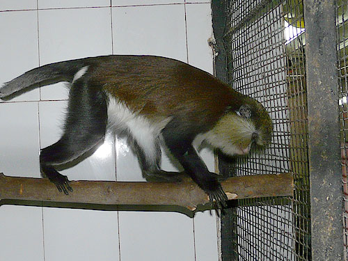Mona monkey in Kishinev Zoo