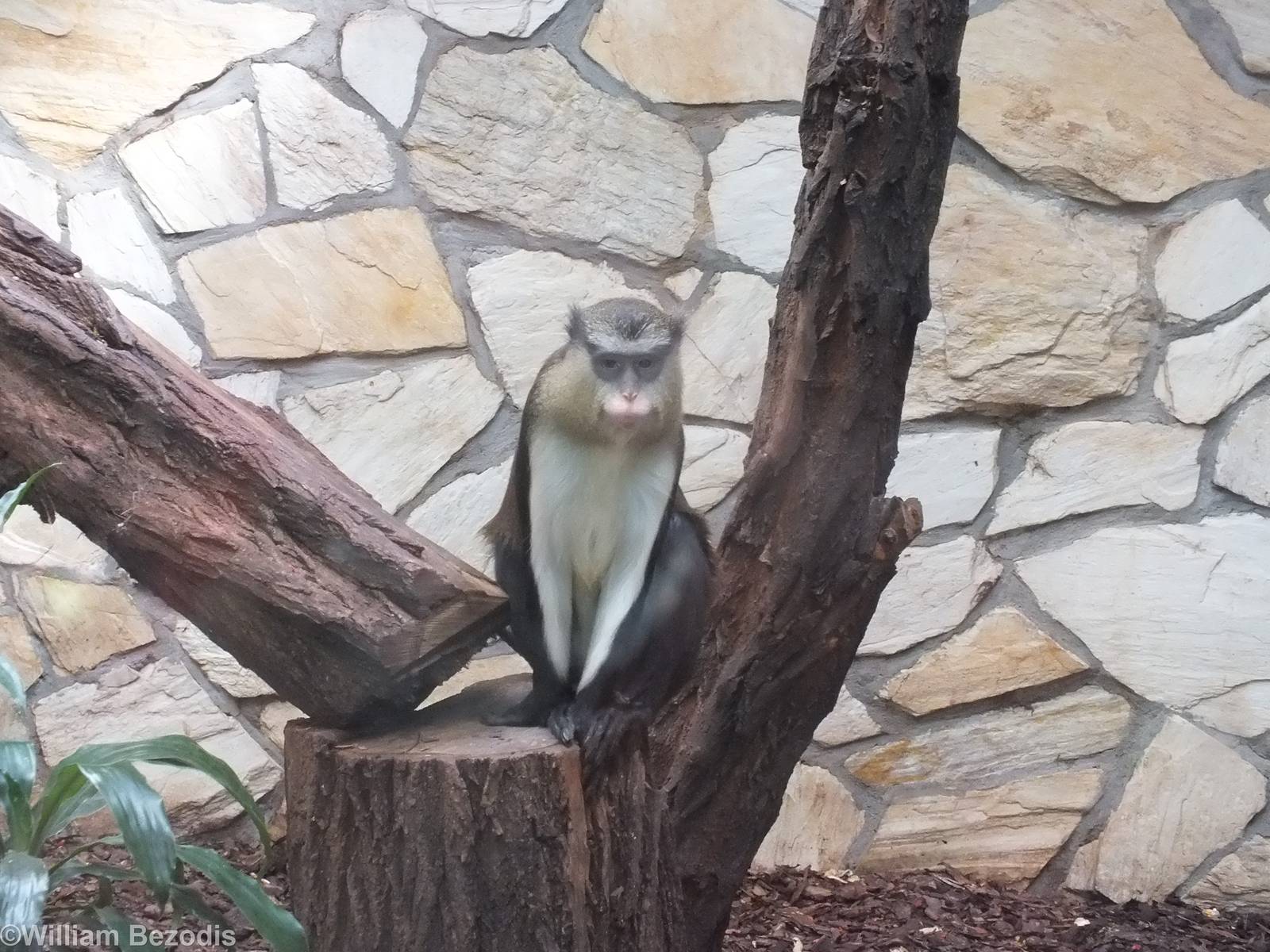 Mona Monkey