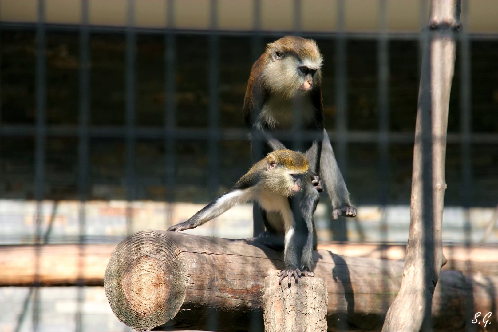 Mona monkeys copulation