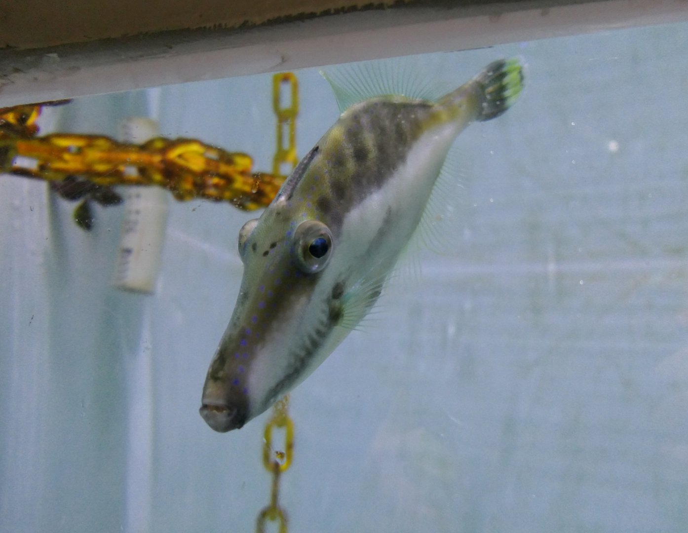 Monacanthid ID? - Seahorse World, Tasmania