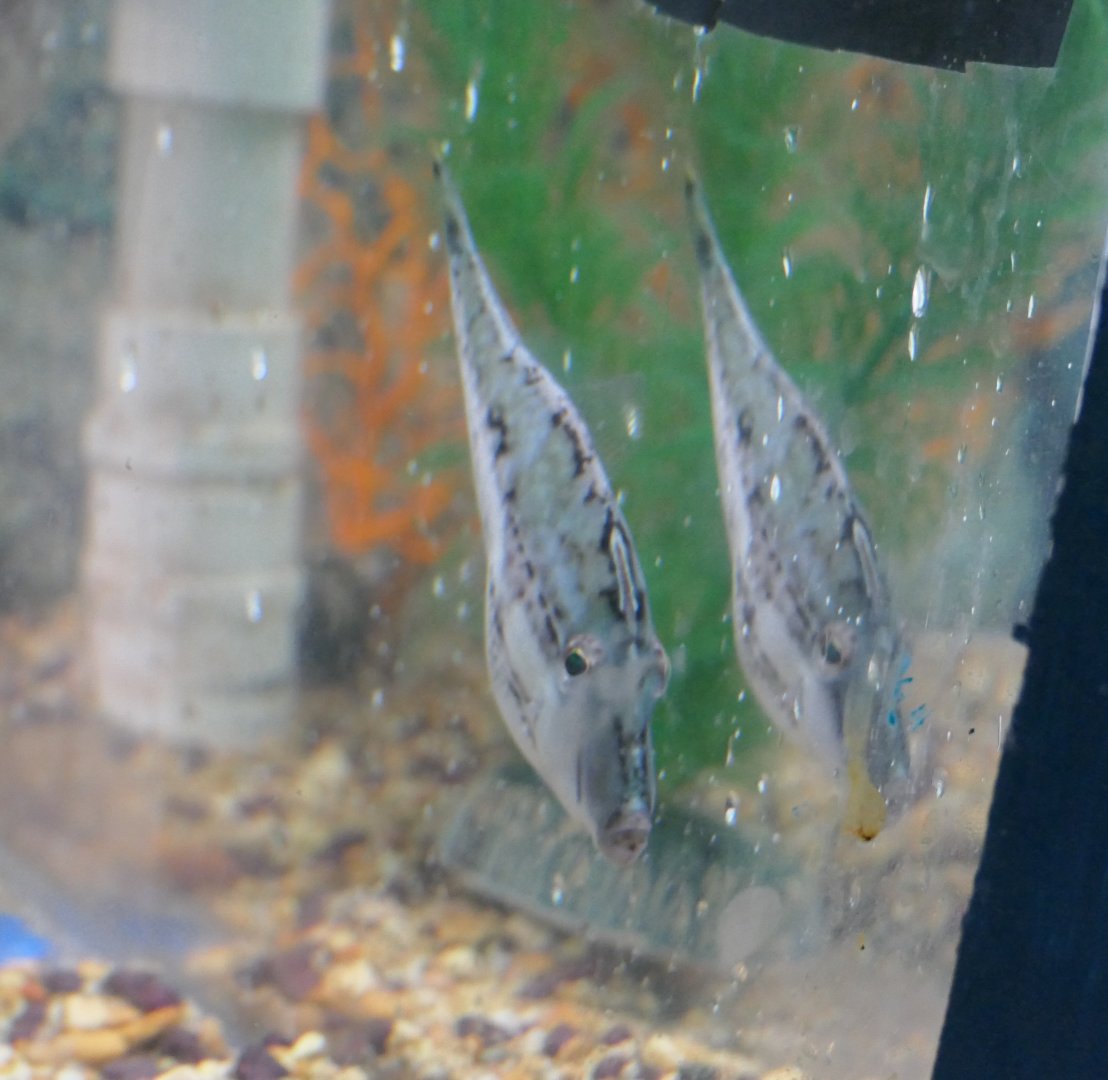 Monacanthid ID? - Seahorse World, Tasmania