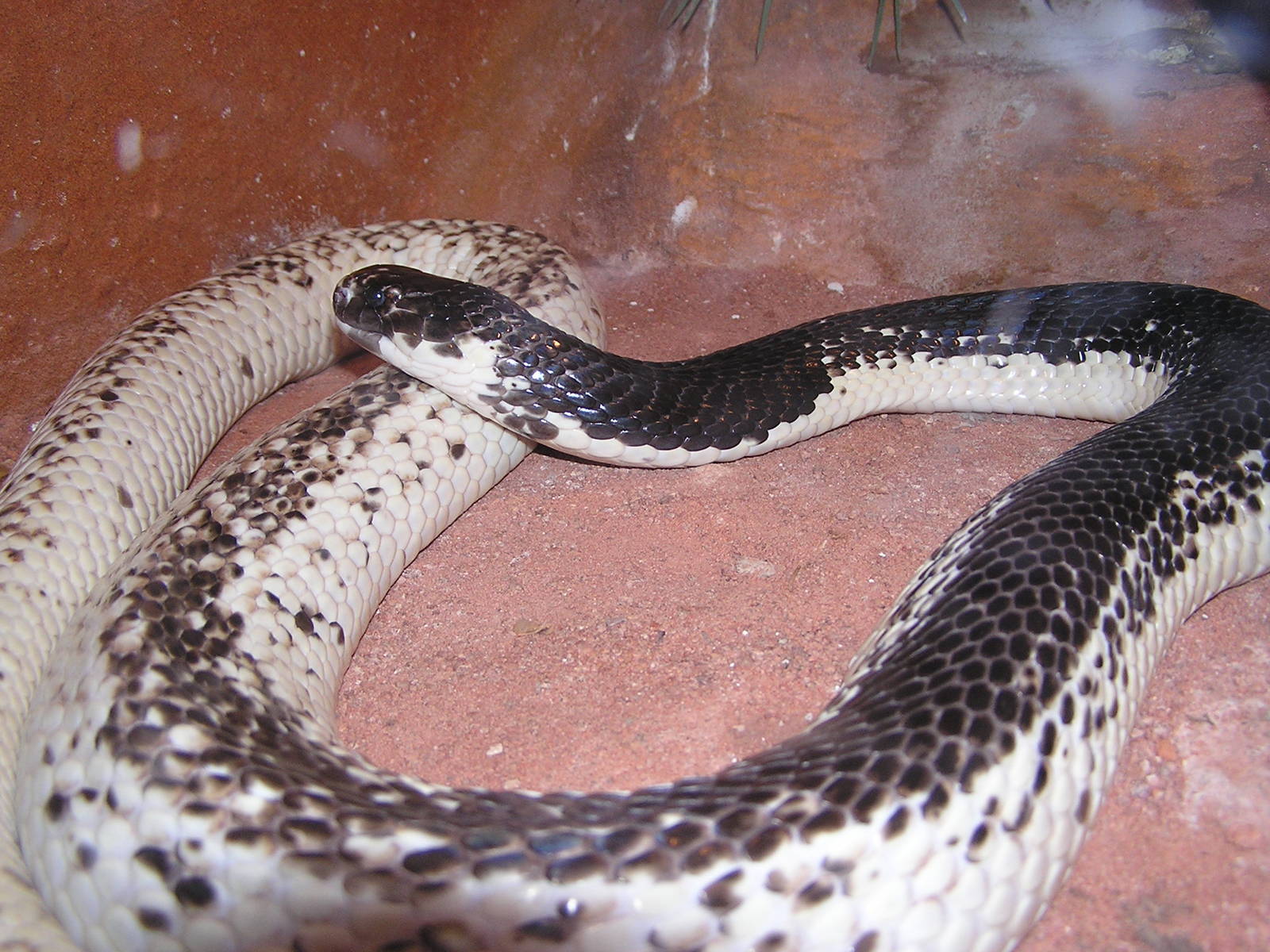 Monacled cobra/ Naja naja siamensis