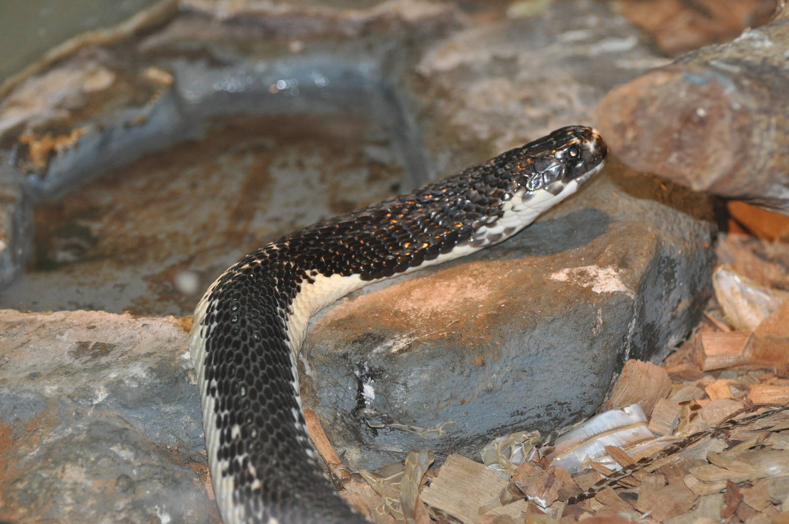 Monacled cobra/ Naja naja siamensis