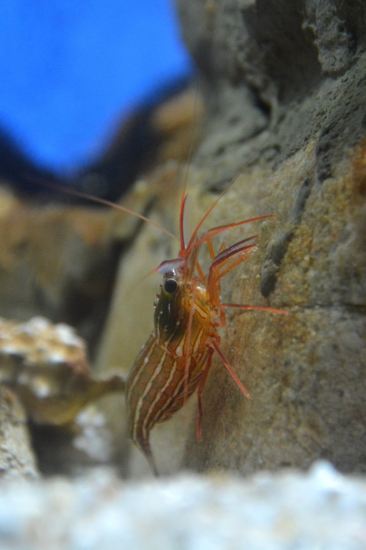 Monaco cleaner shrimp (Lysmata seticaudata)