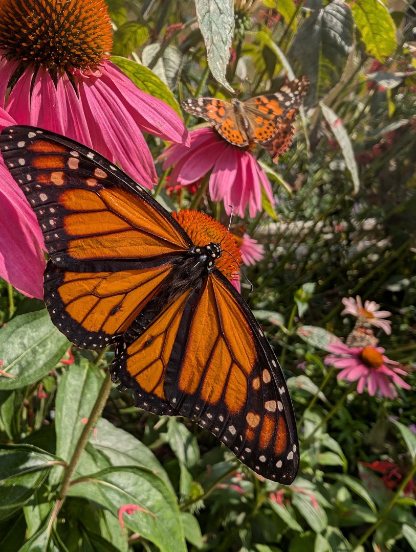 Monarch and Painted Lady Butterflies