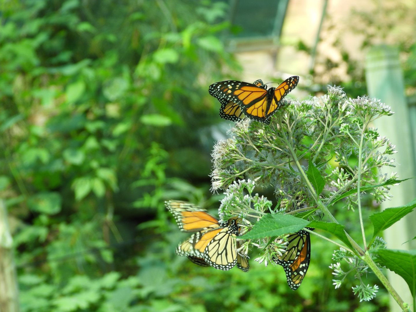 Monarch butterflies