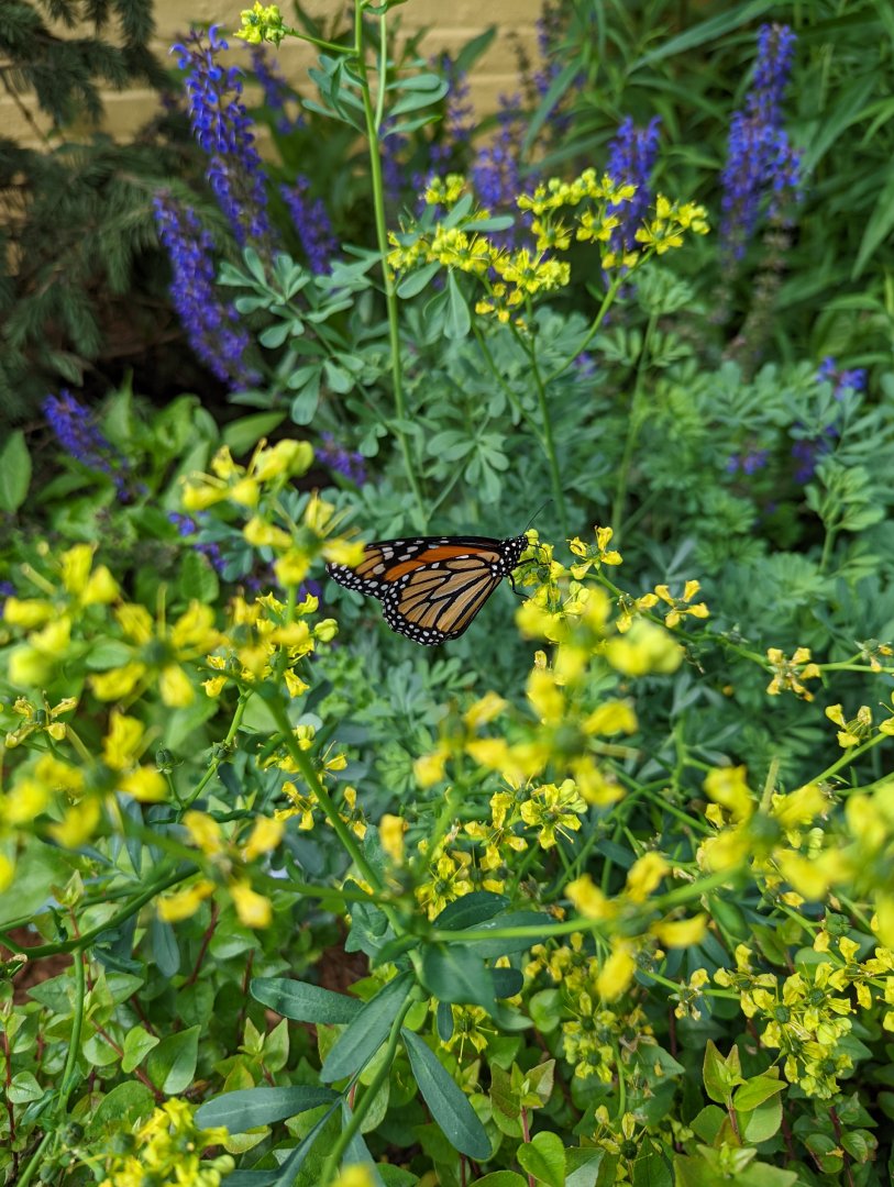 Monarch Butterfly at the Greensboro Science Center