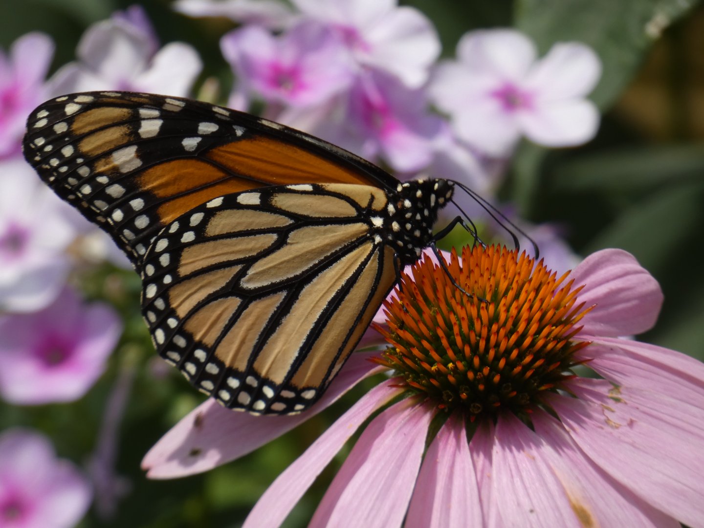 Monarch Butterfly at the Greensboro Science Center