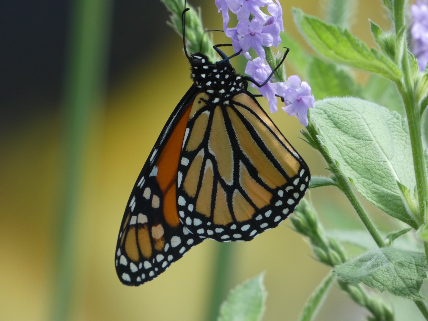 Monarch Butterfly at the Greensboro Science Center