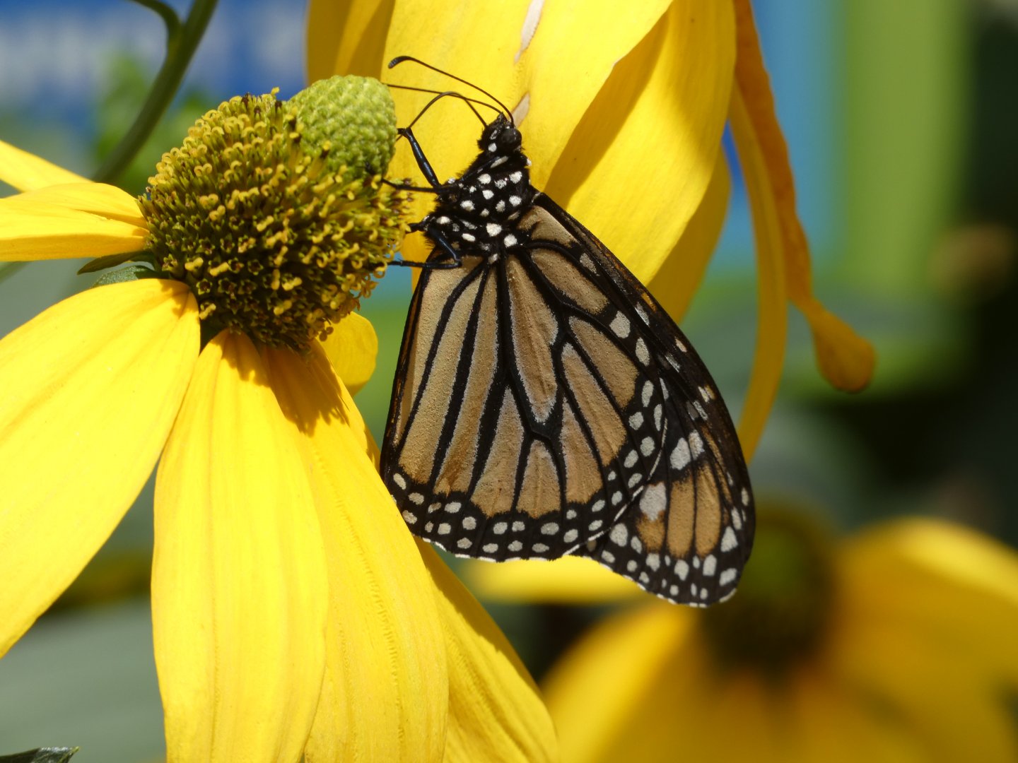 Monarch Butterfly at the Greensboro Science Center