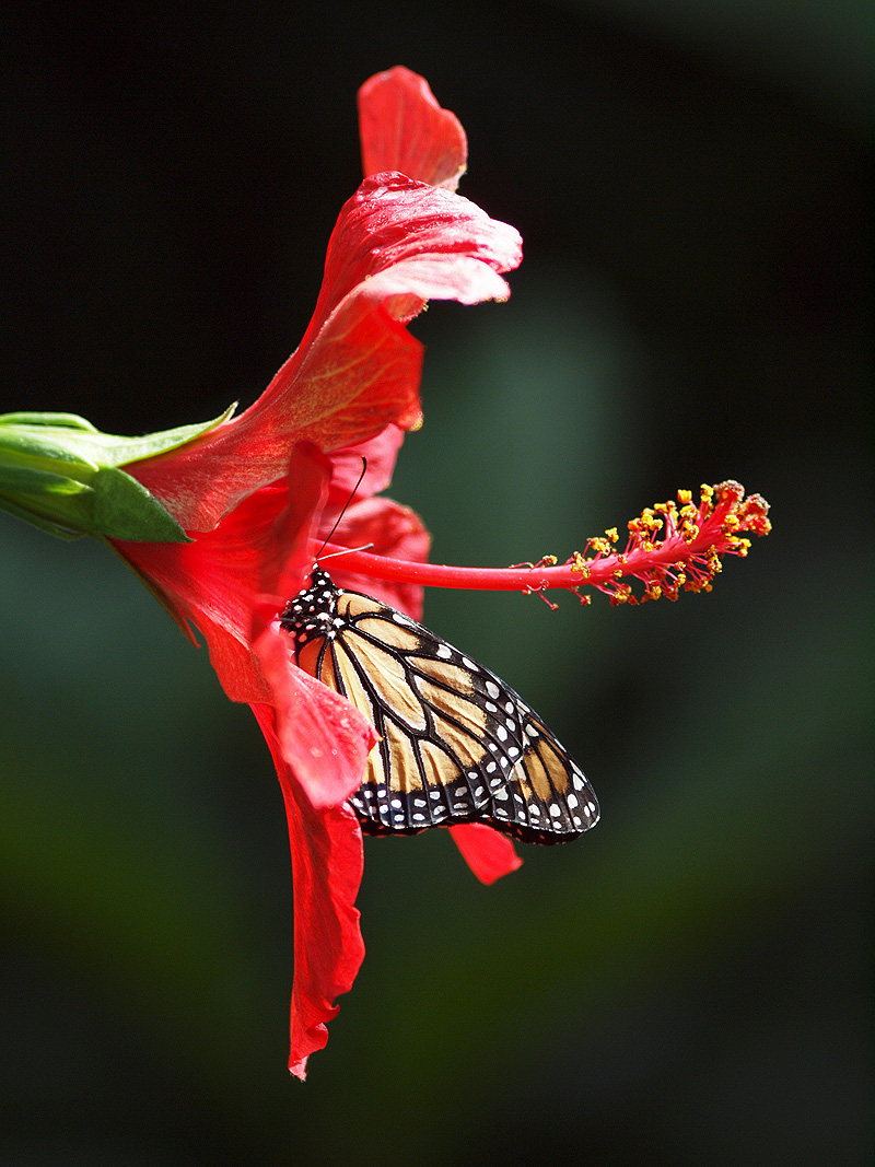 Monarch butterfly - Butterfly Park