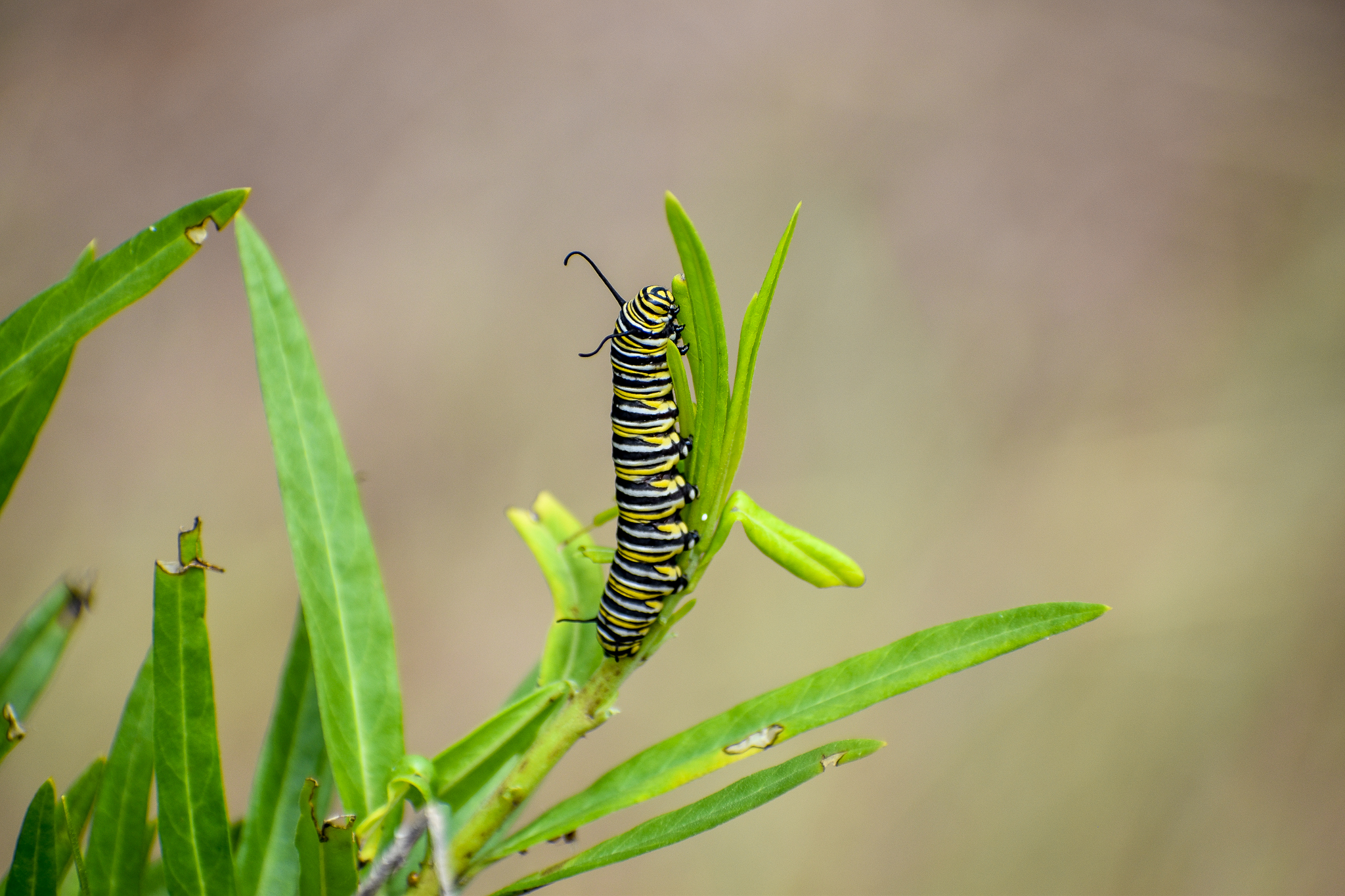 Monarch Butterfly Caterpillar