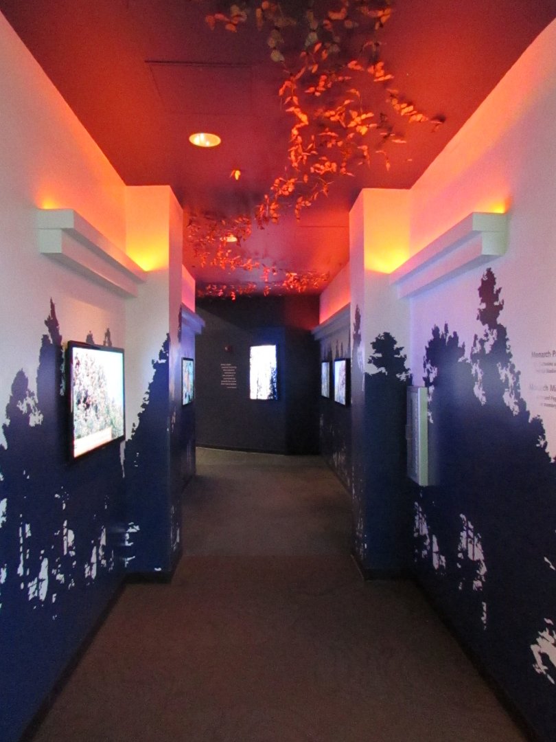 Monarch Butterfly Corridor