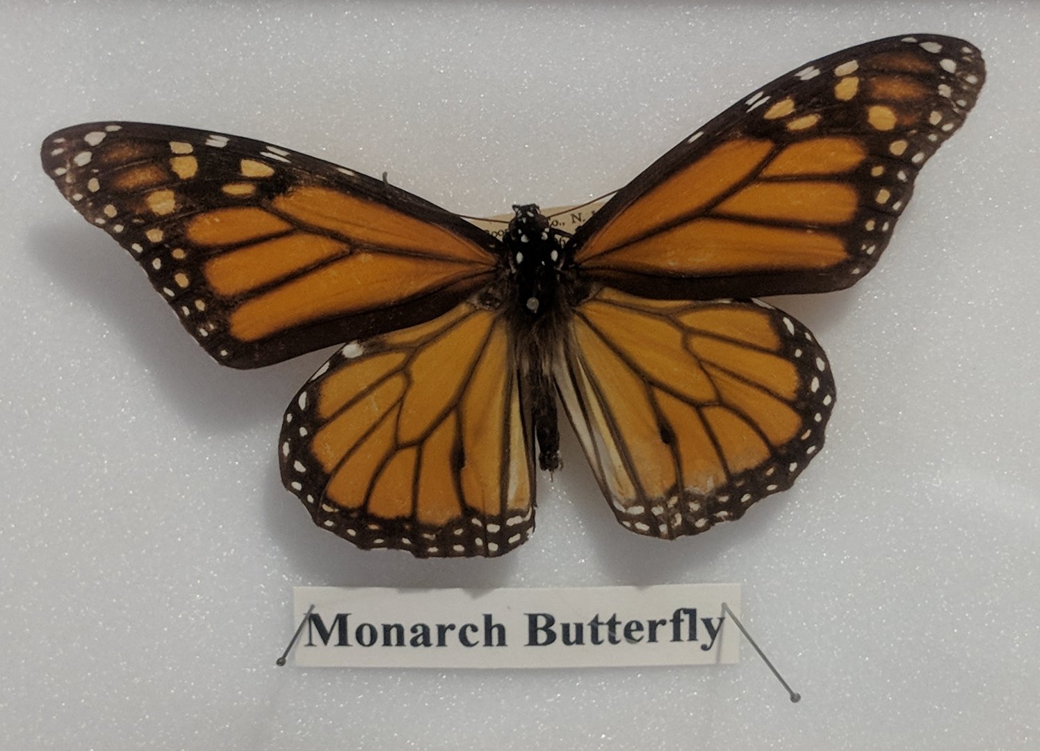 Monarch butterfly (Danaus plexippus)