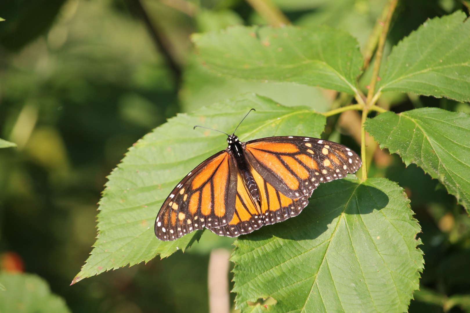 Monarch butterfly (Danaus plexippus)