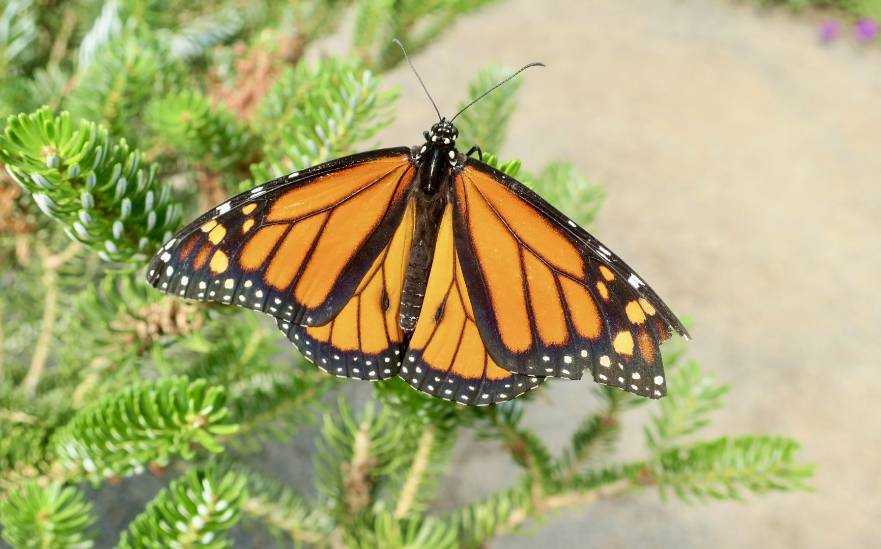 Monarch Butterfly (Danaus plexippus)