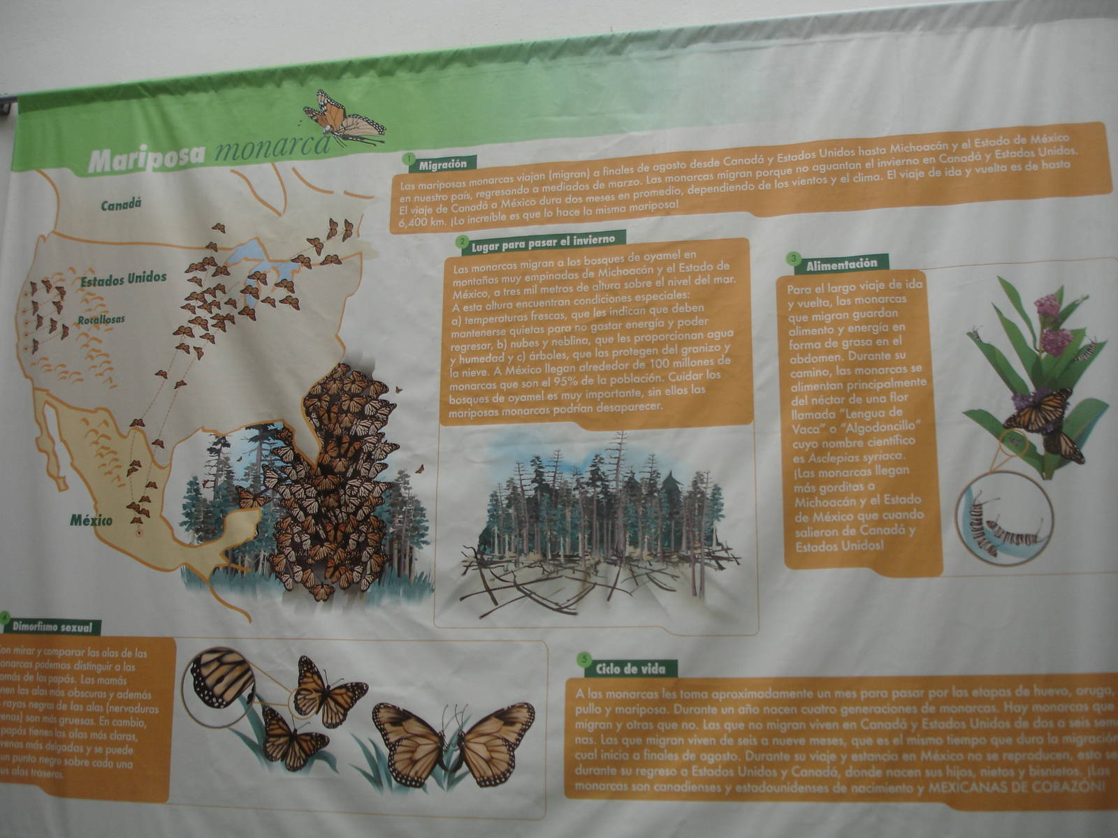 Monarch butterfly graphic