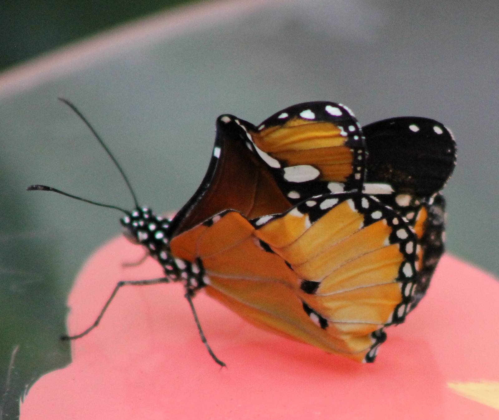 Monarch butterfly ? - just hatched