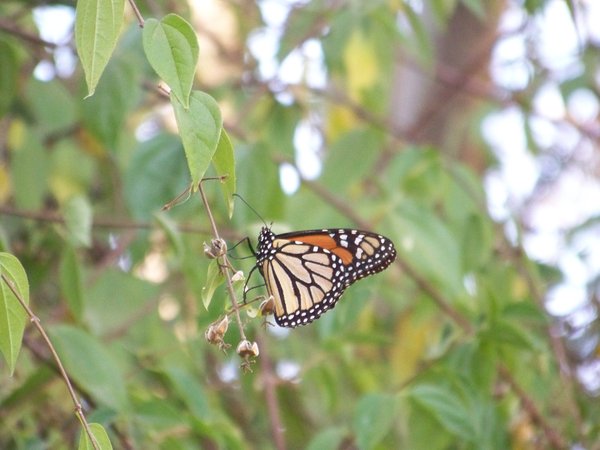 Monarch Butterfly