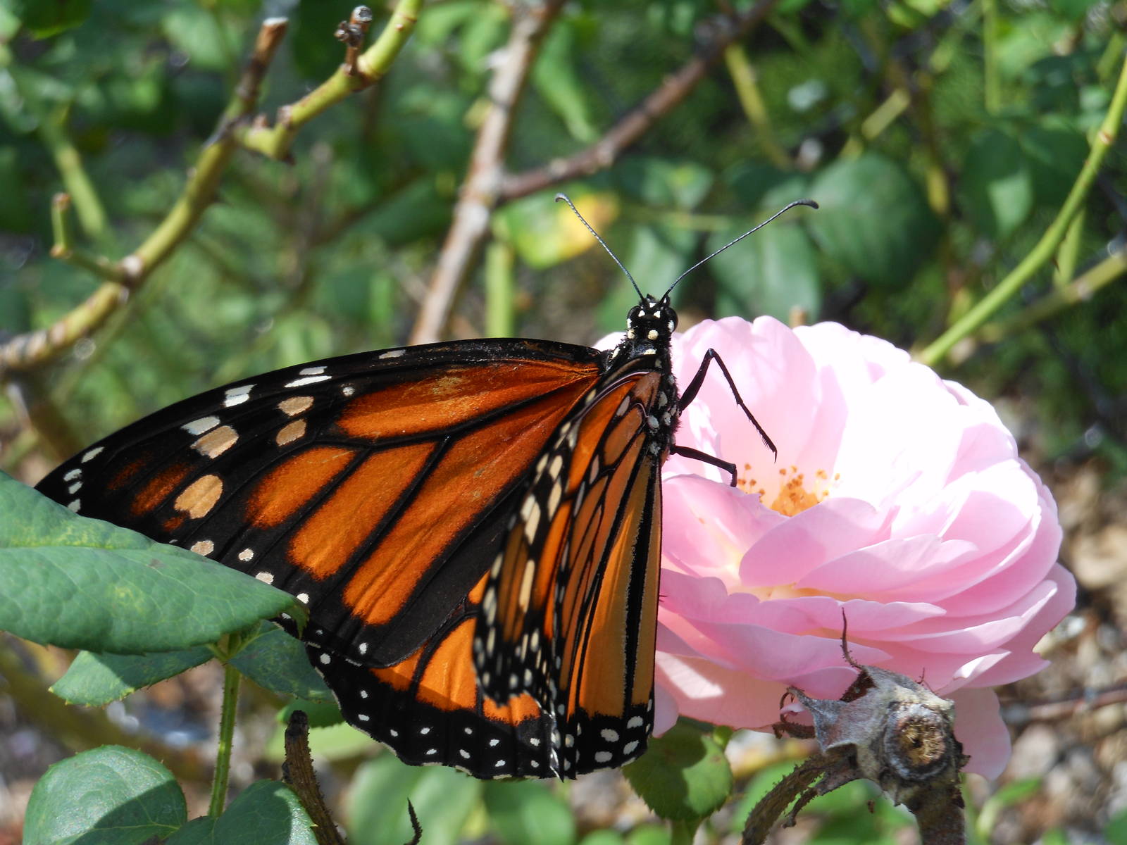 Monarch Butterfly