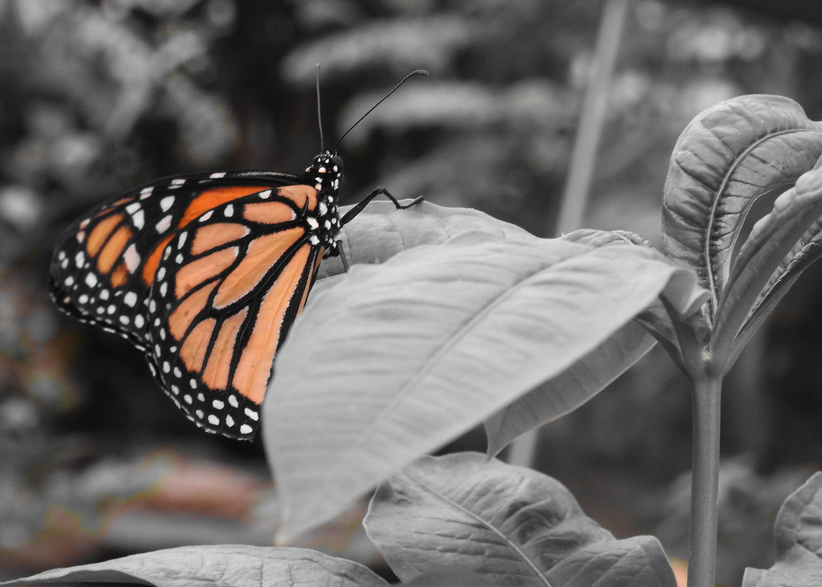 Monarch Butterfly