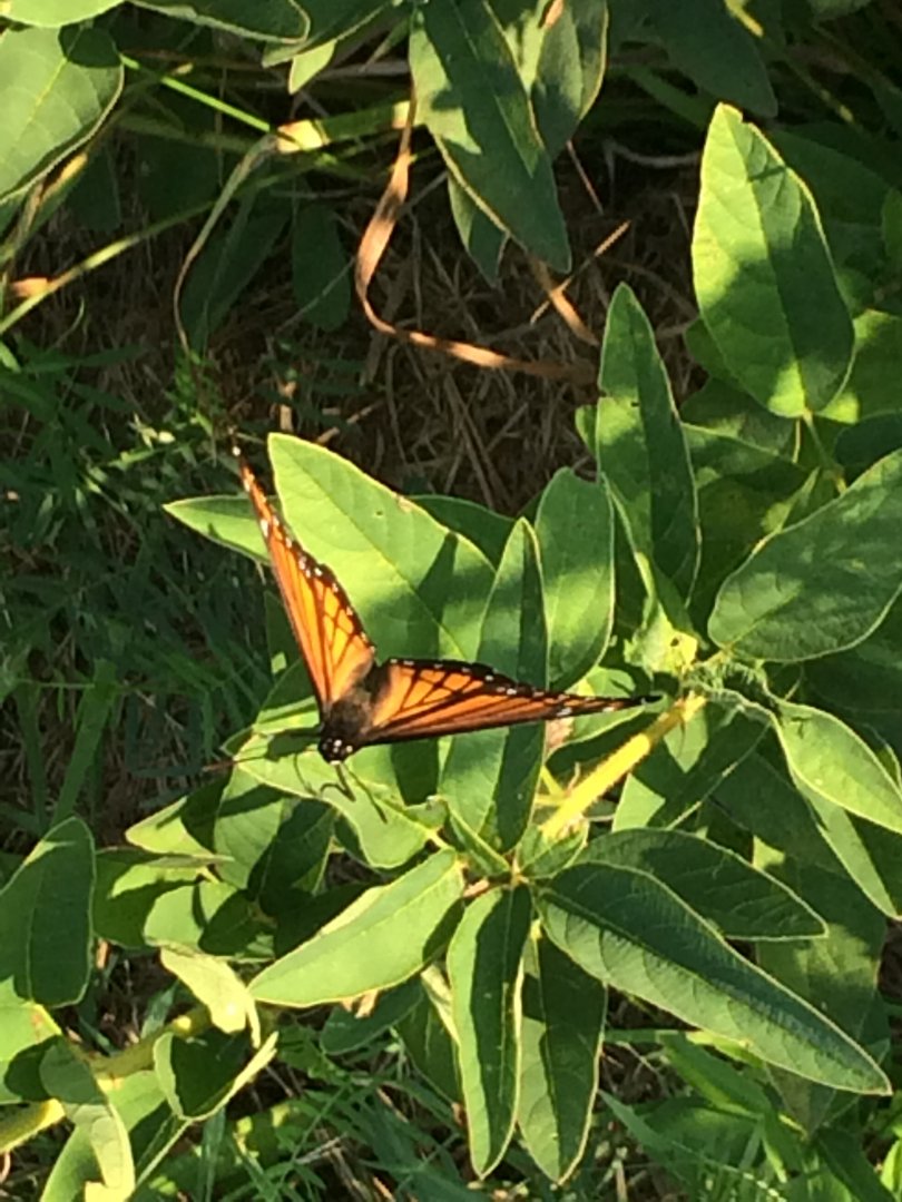 Monarch butterfly